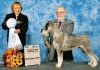 Best Puppy in Show - owned by Ron & Beth Lawrence - GKOC member.
His name is Otway's Schattentier Bentley born apr 27, 2007 - This was first show