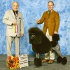 Coquetel Counterpoint  "Kingsley", Standard Poodle winning Best of Breed. Breeder/owner: Julia & John Munro. handler: Graeme Burdon