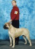 Ch. Jeikridge's Fawn Duchess BPIS, UKC Champion and BIS, BIMSS (Best in Molosser Speciality Show), BPIMSS (Best Puppy in Molosser Speciality Show)wins Best Puppy in Show. Owner Wendy Shoebridge.