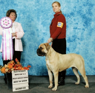 Ch. Jeikridge's Fawn Duchess winning Best in Show at the UKC Multi breed show